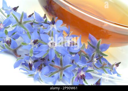 Tee aus Borretsch, Borretschtee, Heilpflanze, Gewürz, Kräuter, Kräutertee, medizinische Verwendung, Tasse Tee mit frischem Blütenzweig daneben, Borago Stockfoto