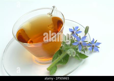 Tee aus Borretsch, Borretschtee, Heilpflanze, Gewürz, Kräuter, Kräutertee, medizinische Verwendung, Tasse Tee mit frischem Blütenzweig daneben, Borago Stockfoto
