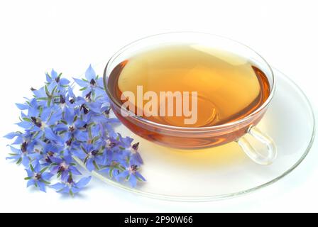Tee aus Borretsch, Borretschtee, Heilpflanze, Gewürz, Kräuter, Kräutertee, medizinische Verwendung, Tasse Tee mit frischem Blütenzweig daneben, Borago Stockfoto