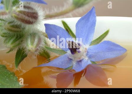 Tee aus Borretsch, Borretschtee, Heilpflanze, Gewürz, Kräuter, Kräutertee, medizinische Verwendung, Tasse Tee mit frischem Blütenzweig daneben, Borago Stockfoto