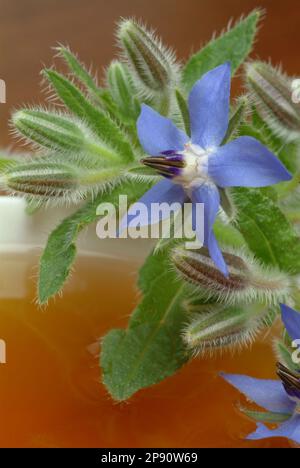 Tee aus Borretsch, Borretschtee, Heilpflanze, Gewürz, Kräuter, Kräutertee, medizinische Verwendung, Tasse Tee mit frischem Blütenzweig daneben, Borago Stockfoto