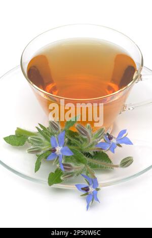 Tee aus Borretsch, Borretschtee, Heilpflanze, Gewürz, Kräuter, Kräutertee, medizinische Verwendung, Tasse Tee mit frischem Blütenzweig daneben, Borago Stockfoto