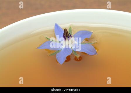 Tee aus Borretsch, Borretschtee, Heilpflanze, Gewürz, Kräuter, Kräutertee, medizinische Verwendung, Tasse Tee mit frischem Blütenzweig daneben, Borago Stockfoto