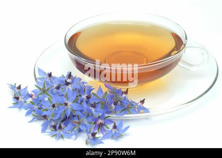 Tee aus Borretsch, Borretschtee, Heilpflanze, Gewürz, Kräuter, Kräutertee, medizinische Verwendung, Tasse Tee mit frischem Blütenzweig daneben, Borago Stockfoto