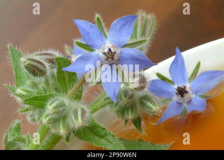 Tee aus Borretsch, Borretschtee, Heilpflanze, Gewürz, Kräuter, Kräutertee, medizinische Verwendung, Tasse Tee mit frischem Blütenzweig daneben, Borago Stockfoto