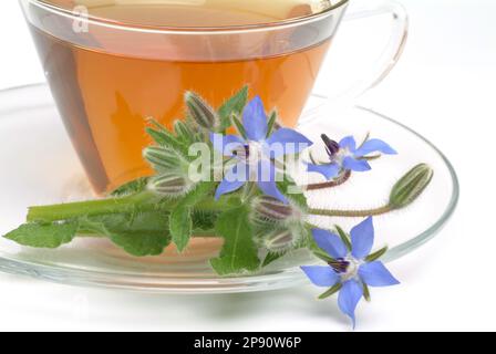 Tee aus Borretsch, Borretschtee, Heilpflanze, Gewürz, Kräuter, Kräutertee, medizinische Verwendung, Tasse Tee mit frischem Blütenzweig daneben, Borago Stockfoto