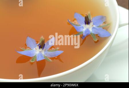 Tee aus Borretsch, Borretschtee, Heilpflanze, Gewürz, Kräuter, Kräutertee, medizinische Verwendung, Tasse Tee mit frischem Blütenzweig daneben, Borago Stockfoto