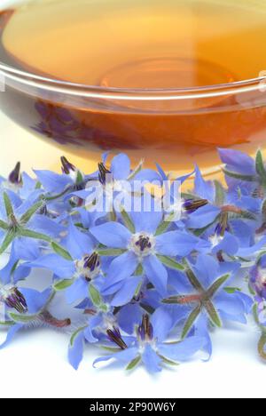 Tee aus Borretsch, Borretschtee, Heilpflanze, Gewürz, Kräuter, Kräutertee, medizinische Verwendung, Tasse Tee mit frischem Blütenzweig daneben, Borago Stockfoto