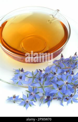 Tee aus Borretsch, Borretschtee, Heilpflanze, Gewürz, Kräuter, Kräutertee, medizinische Verwendung, Tasse Tee mit frischem Blütenzweig daneben, Borago Stockfoto