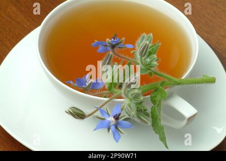 Tee aus Borretsch, Borretschtee, Heilpflanze, Gewürz, Kräuter, Kräutertee, medizinische Verwendung, Tasse Tee mit frischem Blütenzweig daneben, Borago Stockfoto