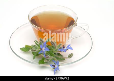 Tee aus Borretsch, Borretschtee, Heilpflanze, Gewürz, Kräuter, Kräutertee, medizinische Verwendung, Tasse Tee mit frischem Blütenzweig daneben, Borago Stockfoto