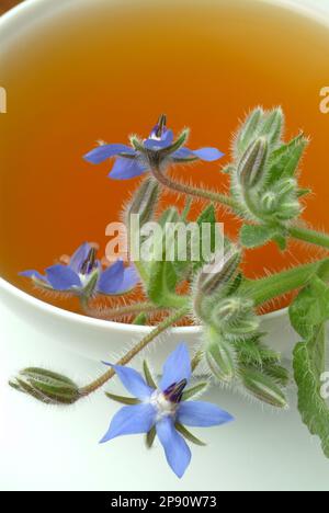 Tee aus Borretsch, Borretschtee, Heilpflanze, Gewürz, Kräuter, Kräutertee, medizinische Verwendung, Tasse Tee mit frischem Blütenzweig daneben, Borago Stockfoto