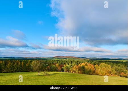 Ein riesiges Herbstpanorama der Hügel und Wälder von Roztocze mit einem einsamen Baum im Vordergrund Stockfoto