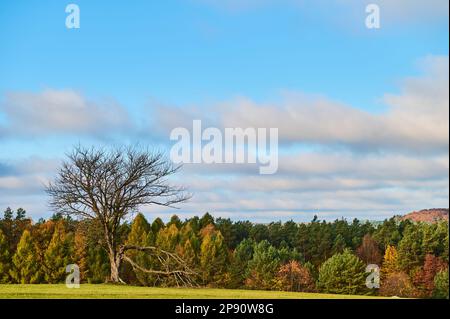 Ein einsamer Baum auf den Hügeln mit einem riesigen Panorama der Roztocze-Wälder im Hintergrund Stockfoto