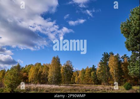 Ländliche Landschaft von Feuchtwiesen und Waldgebieten Stockfoto