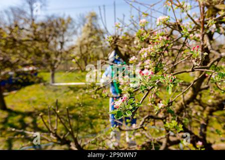 Junge Blütenknospen mit rosa und weißen Blütenblättern auf dem Apfelbaum im Obstgarten im Frühjahr, beim Bauern in Schutzkleidung Stockfoto