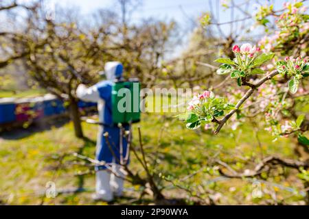 Junge Blütenknospen mit rosa und weißen Blütenblättern auf dem Apfelbaum im Obstgarten im Frühjahr, beim Bauern in Schutzkleidung Stockfoto