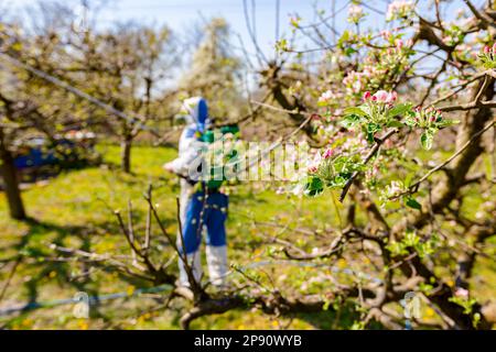 Junge Blütenknospen mit rosa und weißen Blütenblättern auf dem Apfelbaum im Obstgarten im Frühjahr, beim Bauern in Schutzkleidung Stockfoto