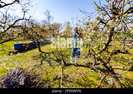 Junge Blütenknospen mit rosa und weißen Blütenblättern auf dem Apfelbaum im Obstgarten im Frühjahr, beim Bauern in Schutzkleidung Stockfoto