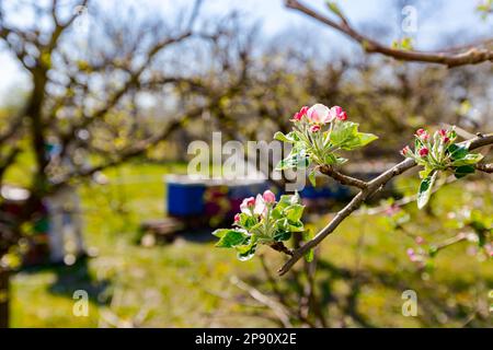 Junge Blütenknospen mit rosa und weißen Blütenblättern auf dem Apfelbaum im Obstgarten im Frühjahr, beim Bauern in Schutzkleidung Stockfoto