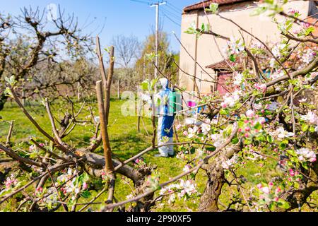 Junge Blütenknospen mit rosa und weißen Blütenblättern auf dem Apfelbaum im Obstgarten im Frühjahr, beim Bauern in Schutzkleidung Stockfoto