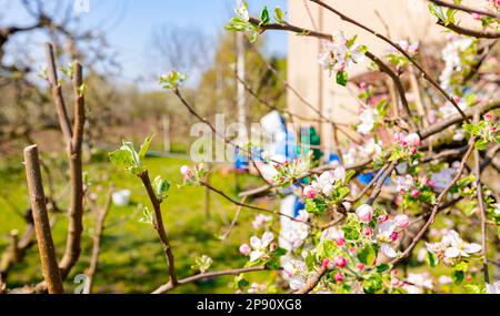 Junge Blütenknospen mit rosa und weißen Blütenblättern auf dem Apfelbaum im Obstgarten im Frühjahr, beim Bauern in Schutzkleidung Stockfoto