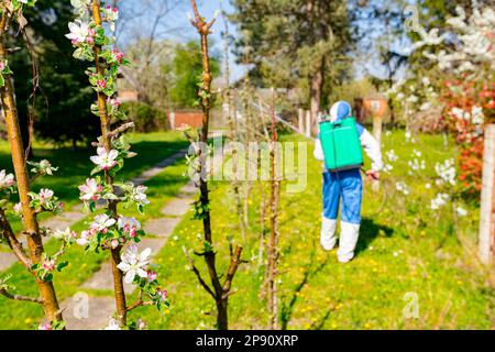 Junge Blütenknospen mit rosa und weißen Blütenblättern auf dem Apfelbaum im Obstgarten im Frühjahr, beim Bauern in Schutzkleidung Stockfoto