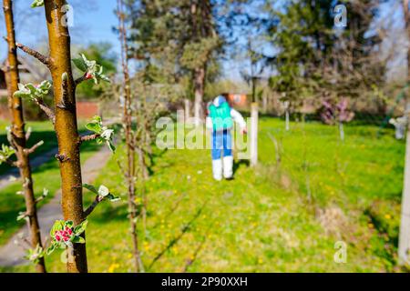 Junge Blütenknospen mit rosa und weißen Blütenblättern auf dem Apfelbaum im Obstgarten im Frühjahr, beim Bauern in Schutzkleidung Stockfoto