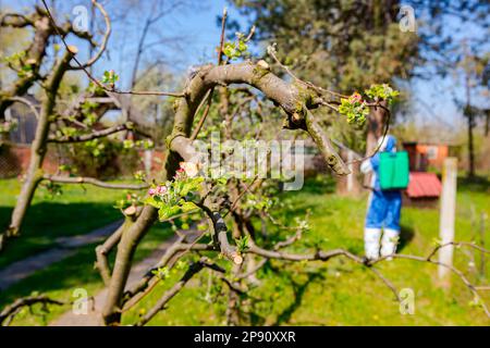 Junge Blütenknospen mit rosa und weißen Blütenblättern auf dem Apfelbaum im Obstgarten im Frühjahr, beim Bauern in Schutzkleidung Stockfoto