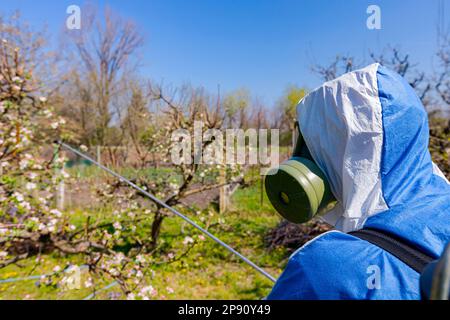 Nahaufnahme des Bauern von hinten im Schutzanzug mit Maske und Kanister auf seinem Rücken sprüht Obstbäume in Obstgärten mit langem Sprühgerät zum Schutz Stockfoto