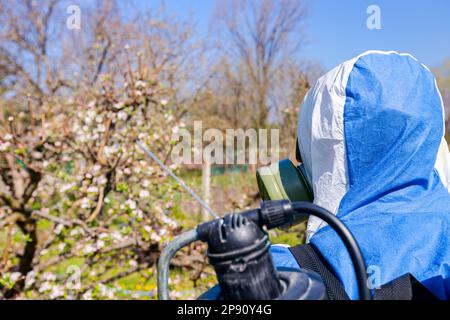 Nahaufnahme des Bauern von hinten im Schutzanzug mit Maske und Kanister auf seinem Rücken sprüht Obstbäume in Obstgärten mit langem Sprühgerät zum Schutz Stockfoto