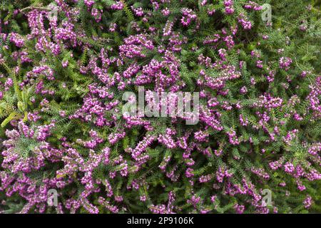 Erica-Darleyensis-Blüten Stockfoto