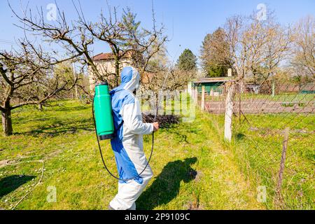 Landwirt in Schutzkleidung und Gasmasken Sprays von Obstbäumen im Obstgarten mit einer Feldspritze mit Chemikalien von pilzerkrankung oder v zu schützen. Stockfoto