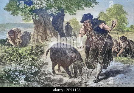 Trüffelsuche mit einem Trüffelschwein im Perigord, Frankreich, Historisch, digitale Restaurierte Reproduktion von einer Vorlage aus dem 19. Hundert Stockfoto