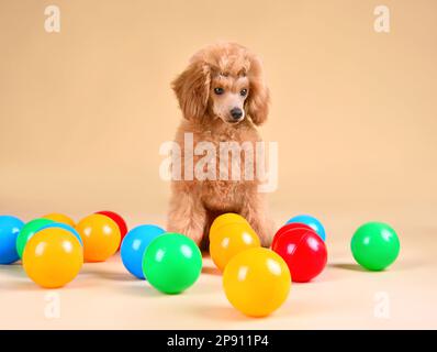 Aprikose niedlicher Pudel Hündchen mit bunten Bällen im Studio auf gelbem Hintergrund Stockfoto