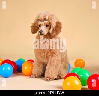 Süßer Pudel mit bunten Bällen im Studio auf gelbem Hintergrund Stockfoto