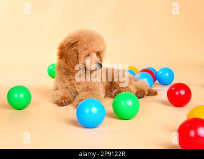 Drei Monate altes Hündchen spielt mit bunten Bällen auf gelbem Hintergrund Stockfoto