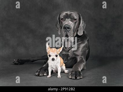 Studio-Aufnahme von Great Dane und chihuahua-Hund auf grauem Hintergrund Stockfoto