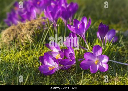 Wunderschöne lila Krokusse im Gras, im Frühling im Freien Stockfoto