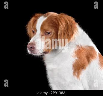 Porträt des bretagne-Spaniel-Hundes isoliert auf schwarzem Hintergrund Stockfoto