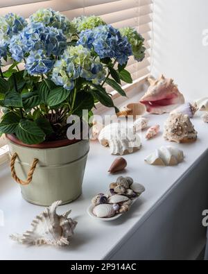 Muscheln und blaue Hortensilien auf Fensterbank im neu gebauten Haus der Cotswolds Stockfoto