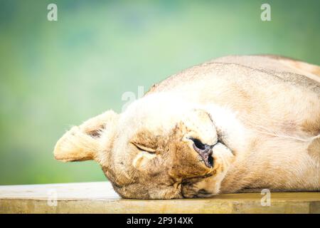 Löwe in der Wildnis aus nächster Nähe Stockfoto