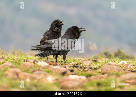 Zwei Raben (Corvus Corax) rufen vom Boden aus an. Pyrenäen, Katalonien, Spanien. Stockfoto