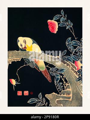 Papagei auf einem Ast und Camellias. Farbenfrohe Vogeldarstellung auf schwarzem Hintergrund von Itō Jakuchū (1716-1800). Stockfoto