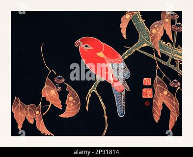 Roter Papagei. Farbenfrohe Vogeldarstellung auf schwarzem Hintergrund von Itō Jakuchū (1716-1800). Stockfoto