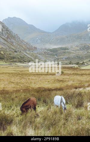 Ogwen Valley, Snowdonia, Nordwales Stockfoto