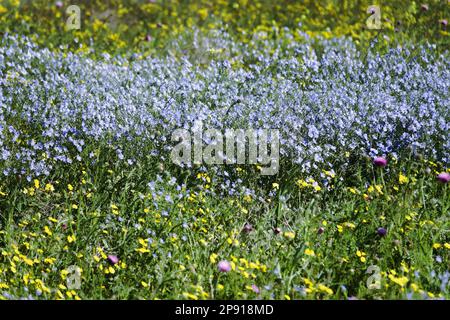 Anthropogene Nachfolge. Dieser Abschnitt der trockenen Steppe wurde vor 40 Jahren gepflügt und durchläuft nun Wildnis (Steppifizierung). Erhaltung von Unhöflichkeit Stockfoto