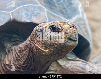 Nahaufnahme einer Galapagos-Riesenschildkröte (Chelonoidis niger) Stockfoto