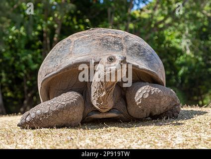 Nahaufnahme einer Aldabra-Riesenschildkröte (Aldabrachelys gigantea) auf Curieuse Island (Seychellen) Stockfoto