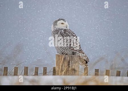 Eine majestätische verschneite Eule auf einem Holzpfahl vor einer winterlichen Schneekulisse Stockfoto